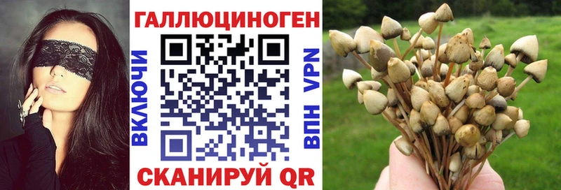 Псилоцибиновые грибы Psilocybine cubensis  Духовщина 
